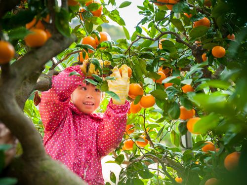 ミカンの収穫をお手伝いする子ども