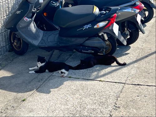 写真③：宮港で戯れる猫　左の猫の尻尾で遊んでいる姿が愛らしかったです。