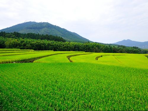 青々とした棚田が広がる芳野校区
