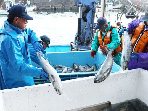 普代村・太田名部漁港での水揚げの様子
