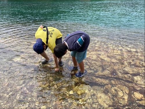 海の生き物を観察