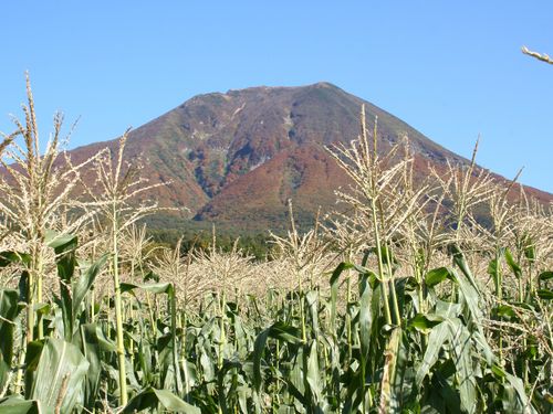 寒暖差が激しいため、甘い「きみ（とうもろこし）」が育ちます