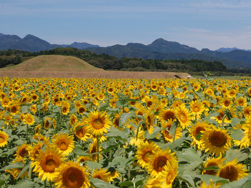 西都原古墳群には、県内外から多くの観光客が訪れます。