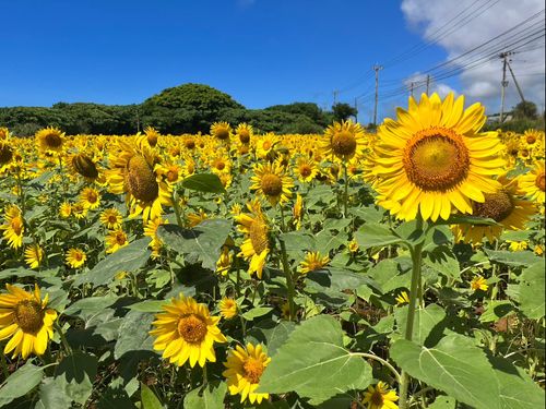 夏にはひまわり畑も！