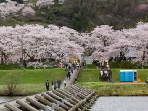 木次の桜