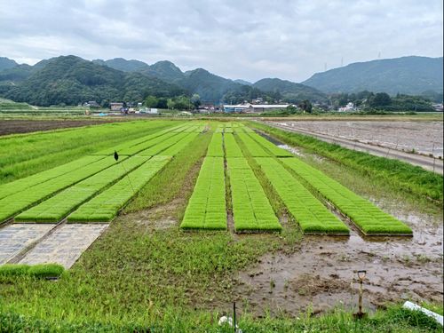 水稲苗を自社で作っています。