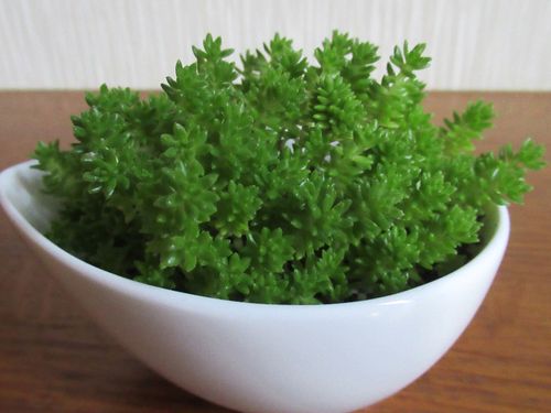 ただの雑草も捉え方次第！足元には資源がたくさんあります！