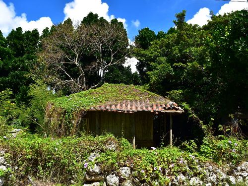 昔ながらの沖縄が残る集落で  『島人のように過ごせる』カフェ