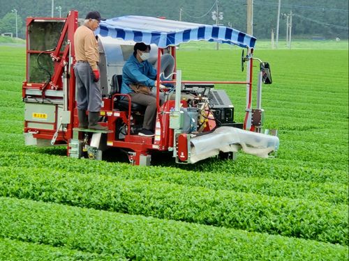 農家さんと一緒に茶摘み体験