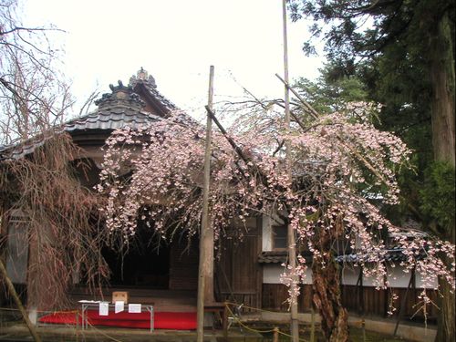 城端別院善徳寺のしだれ桜