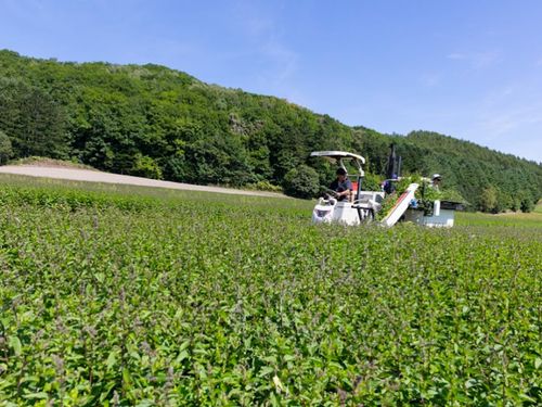 滝上町では和ハッカを生産しています！どの町村も個性豊かでたのしい西紋別。