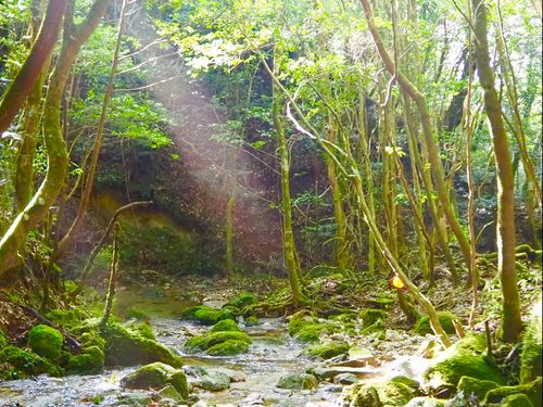 西日本最大級の照葉樹の森（国指定天然記念物）