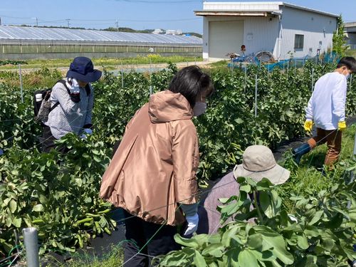 いつでも農業体験！インターンや長期でも働けます！