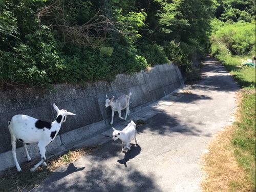 沖縄ならではののんびりした風景が魅力！！