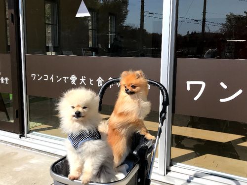 ワンコin食堂に来たワンコ達