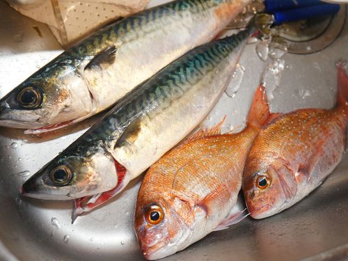 お裾分けや魚釣りで新鮮な魚も！？