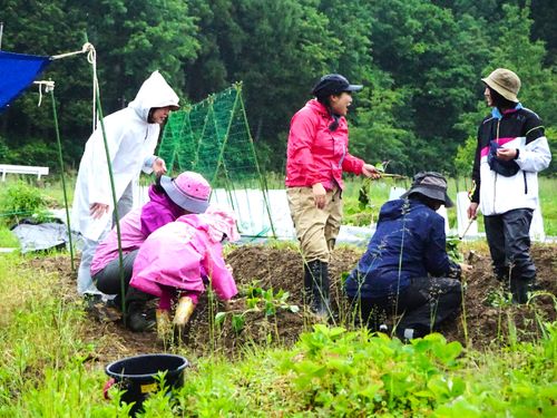 里山：畑の活動