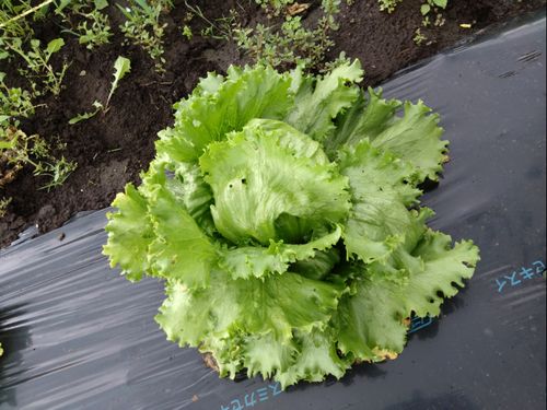 農業初心者でもこんな立派なレタスが作れます！