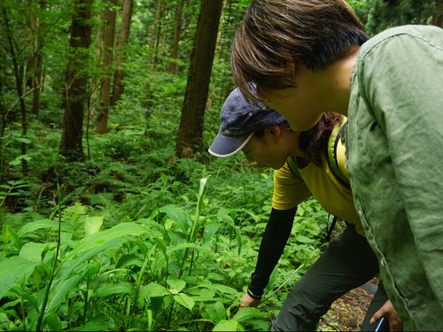 食べられる植物を、ガイドから教えてもらう