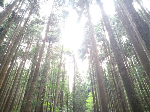 フィールドは、大山隠岐国立公園の一部となる、毛無山（けなしやま）の麓。今もうっすらとたたら製鉄の痕跡を残しています。