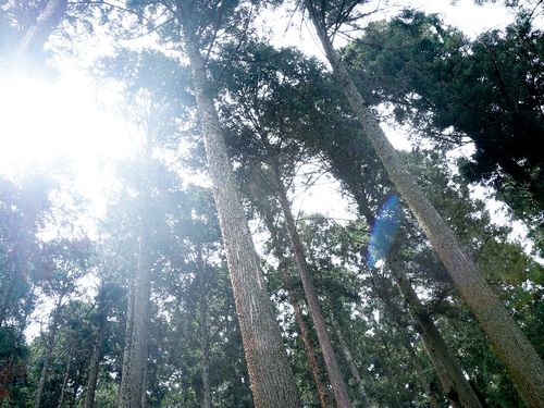 川上では植林する際に1haに１万本木を植え（密植）、定期的に間伐をし、目が細かく節のない真っ直ぐな木を長期で育てる方法で代々林業をしています。