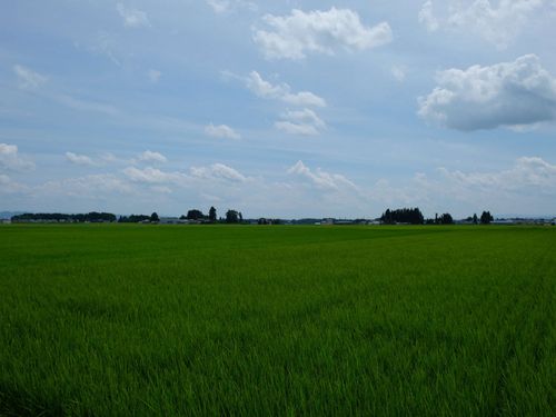 8月上旬の花巻の様子。稲穂ができてきました。