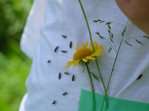植物のブローチ、種は勝手にくっつくよ！