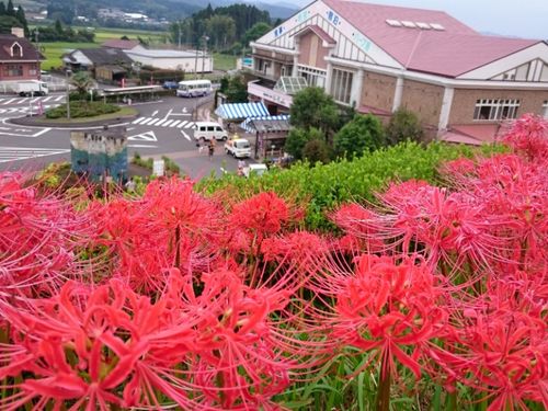 道の駅ゆ〜ぱるのじりに咲く彼岸花。