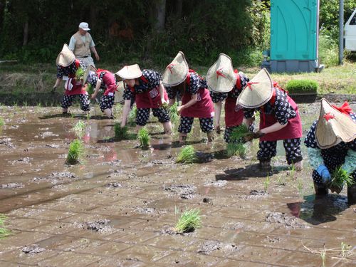 本寺地区で毎年春に行われる田植え体験イベント