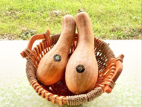特産品の南部一郎かぼちゃ