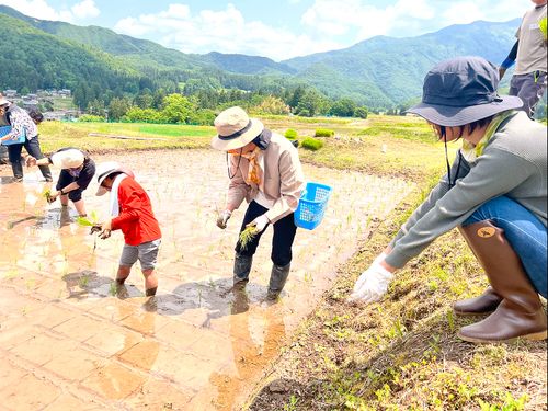 田植え体験のイベントの様子