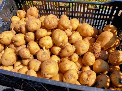 自分で収穫した野菜を食べるのは格別です！