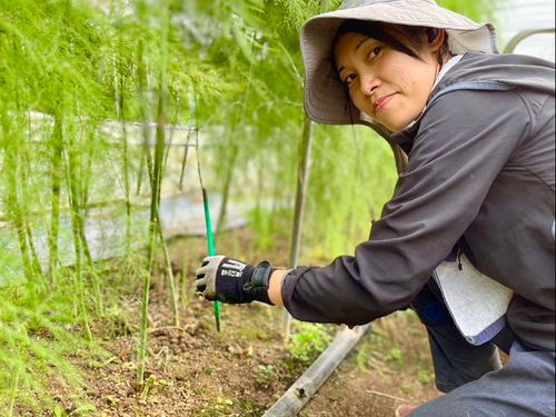 アスパラガスの収穫の様子