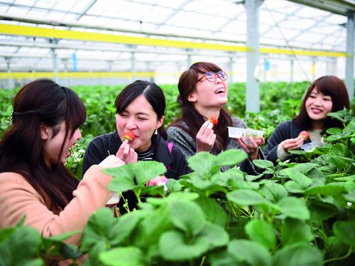 世界有数のいちご農場の集積エリア