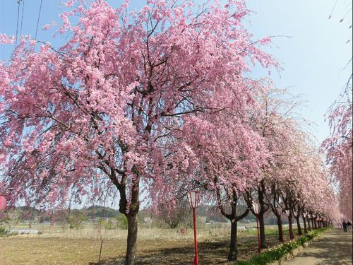右輪台山のしだれ桜