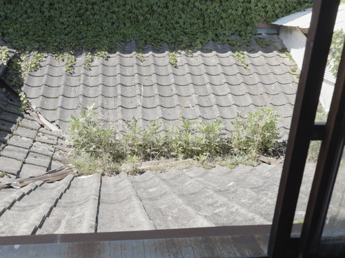 長屋なのでお隣との屋根が入り組んでいます。