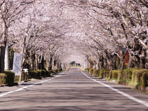 牧場の桜（まきばのさくら）