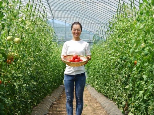 中山地区でトマトを栽培している土屋さん