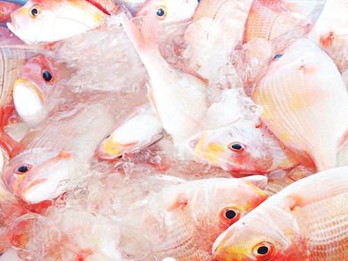 福井県高浜町の地魚