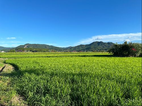 美しい田園風景も広がります