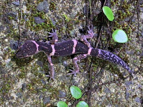 ナイトツアーで見つけたオビトカゲモドキ（徳之島にしか生息していないんです）