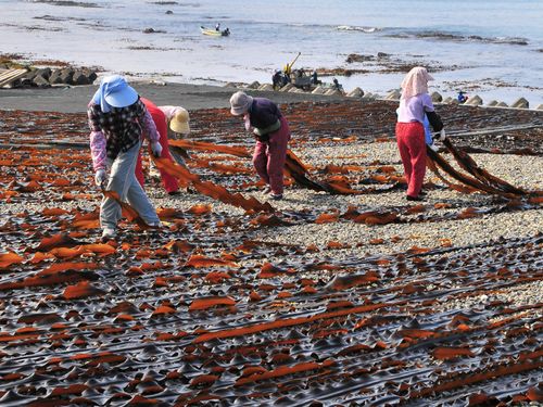 浜一面の昆布･･･この光景に歓声を上げる関西人は多い