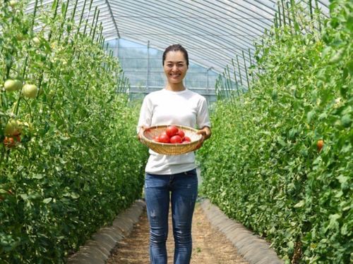 中山地区でトマトを栽培している土屋さん