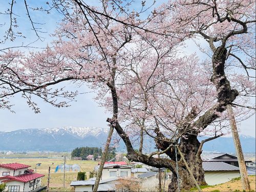 桜と西山の残雪