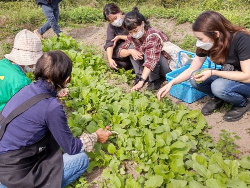 無農薬野菜の収穫体験