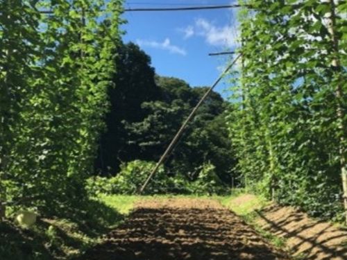 湯涌のホップ畑