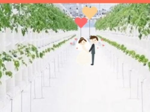 BIWAKO　AQUA　PONICSの農園