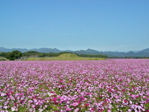 西都原はちょうどコスモスの季節。お花見もおすすめです！