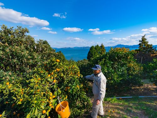 瀬戸内海に面する温暖な安芸津町