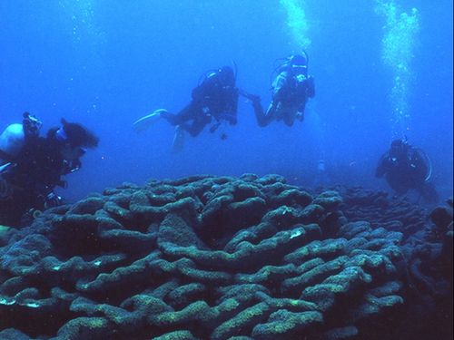 世界最大の群落規模を誇るオオスリバチサンゴとダイビング